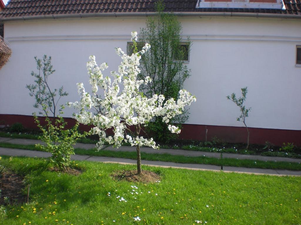 Hajdu Lovasudvar Hortobágy מראה חיצוני תמונה